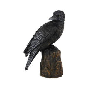 Backward Looking Raven 6"